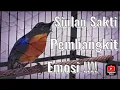 Siulan Tledekan gacor ngeroll paling ampuh mbangkitkan emosi burung tledekan lain