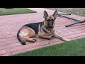 ADOPED Matilda - German Shepherd Available for Adoption in Raleigh NC