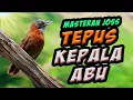 Download Lagu tepus kepala abu masteran viral, jos buat memaster burung kicau lomba - video ilalang tertiup angin