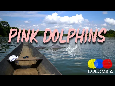 Pink River Dolphins in Guaviare | Villa Lilia