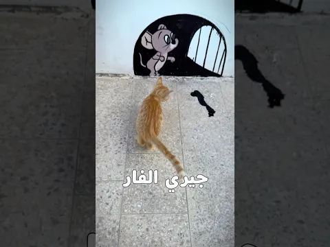 رسمت جيري الفار لاكشف إذا كل القطط بتحبه😳