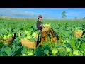 Download Lagu Harvest Kohlrabi To Sell At The Market, Cook A Delicious Meal With It, Care For The Farm