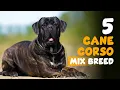 5 Cane Corso Mix Breed You Don t Know About