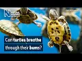 How do turtles breathe underwater Surprising Science