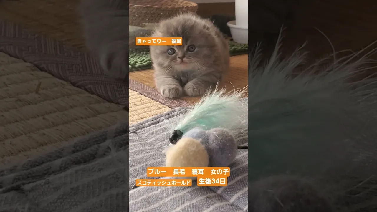 動画