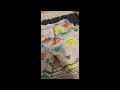 Simple Joys by Carter s boys 6-piece Snug Fit Cotton Pajama Set Simple Joys by Carter s So cute Sup