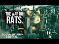 Download Lagu The Big Reason New York Will Never Win the War On Rats | NYC Revealed | Documentary Central