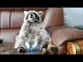 Download Lagu This raccoon's reaction when it runs out of grapes is just priceless