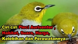 ciri ciri pleci auriventer habitat suara harga kelebihan dan perawatannya