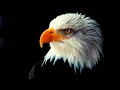 Relaxing Eagle Flying With Super Calming Music for Meditation Study Work
