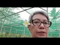 Download Lagu How to Plant new Vanilla Cuttings \u0026 a Demo on Natural Fertilizer Use