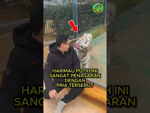 Harimau Ini Begitu Penasaran Dengan Pria Di Depannya 🐅🍽️