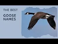 71 Best Goose Names Girl Boy Unisex Famous Fly Away Home Disney