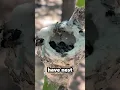 Download Lagu This is a Hummingbird Nest