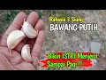 Download Lagu Rahasia 3 Siung BAWANG PUTIH !! Banyak Yang Belum Tahu