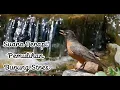 Download Lagu Kombinasi suara kicauan dan air terjun untuk terapi pemulihan burung stres