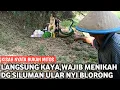 Download Lagu VIRAL ‼️INGIN KAYA RAYA MENIKAH DENGAN SILUMAN ULAR NYI BLORONG