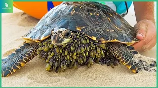 Animals That Asked People for Help Helping Sea Turtles Remove Barnacles