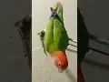 Download Lagu #birds #lovebirds# cute love birds##