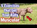 5 American Bully Exercise MUSCLE training tips that will get your dog SWOLE