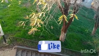 نبذة عن جمال الحي الذي اسكن فيه 