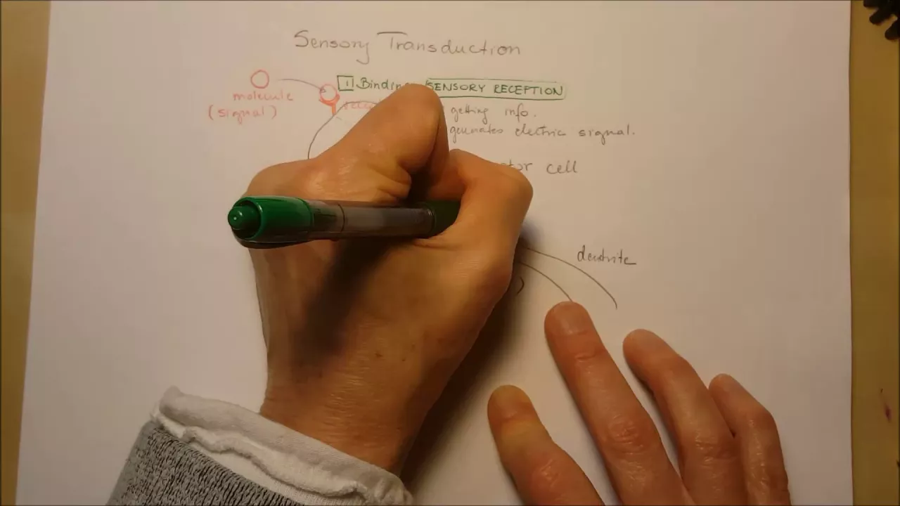 Sensory transduction