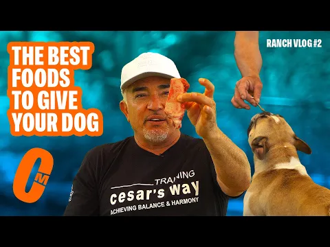 Download MP3 THE BEST FOOD TO FEED YOUR DOG | RANCH VLOGS #2