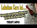 Lagu CARA AMPUH SUPAYA AYAM PELUNG BERKOKOK PANJANG | hasil pengalaman berternak