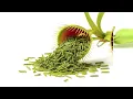 100 caterpillar vs venus fly trap