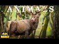 Download Lagu WILDLIFE 4K - Relaxing Music Treats Diseases Of The Heart And Blood Vessels