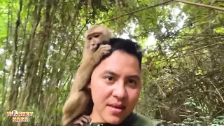 Monkey Kaka sat on Dad s shoulders taking a walk through the forest