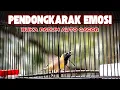 Download Lagu Rahasia Emosi Sogon Meningkat, Teknik Panggil Sogon Ampuh