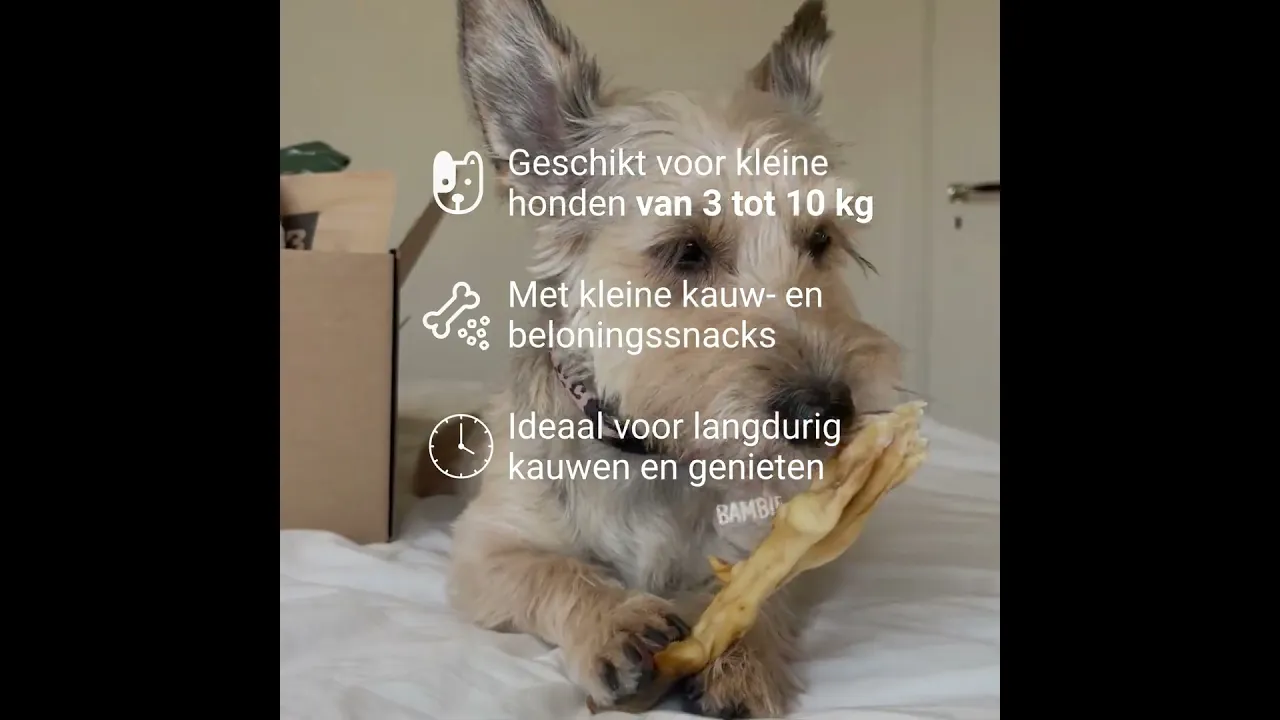 Bellobox Small
