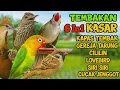 Lagu TEMBAKAN KASAR BURUNG MASTERAN, 6 IN 1, PANCINGAN UNTUK SEMUA BURUNG‼️
