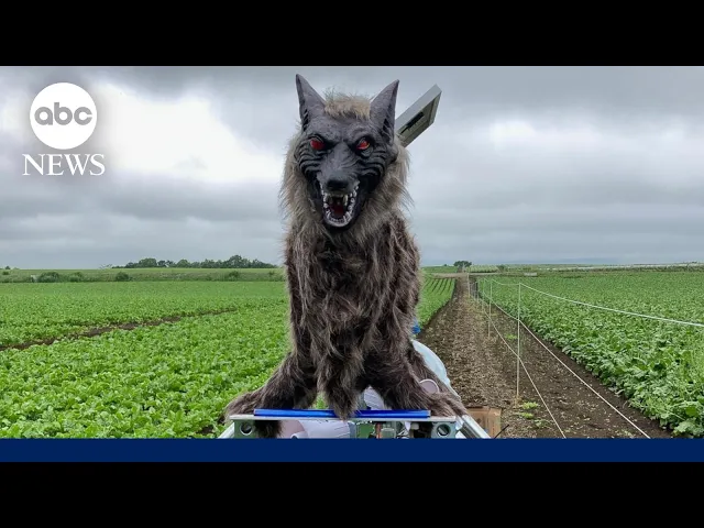 ‘Monster Wolf’ robot aims to spook Japan’s wildlife problem away