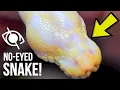 SNAKE BORN WITHOUT EYES SNAKE EGG CUTTING BRIAN BARCZYK