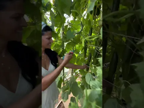 We use time-lapse cameras in our farm to capture the growth of the crops #farming #agriculture