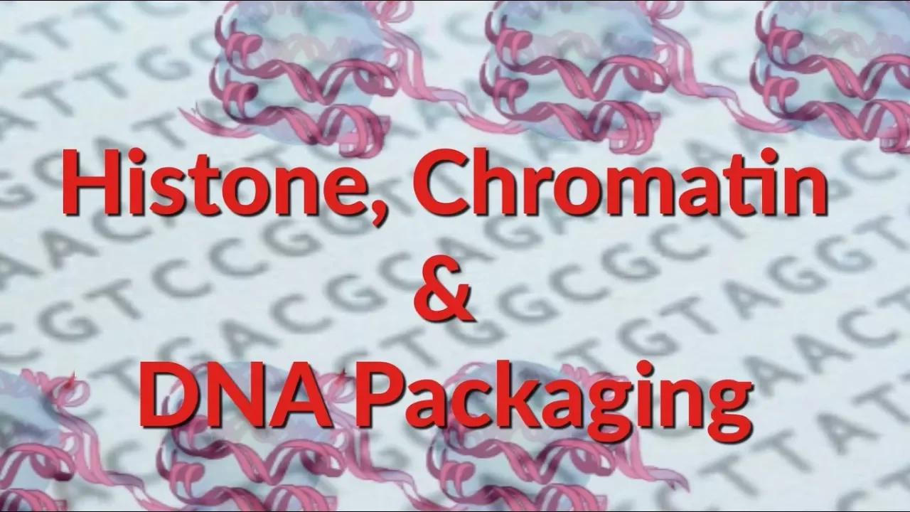 Histone | Chromatin | Nucleosome | DNA Packaging
