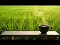 Download Lagu Musik Relaksasi –Instrumental musik dan suara alam, menikmati suasana sawah dengan secangkir kopi.
