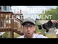 Review of Seresto Flea and Tick Collar for Cats 8-Month Flea and Tick Collar for Cats