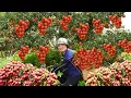 Download Lagu Harvesting 1000kg Lychee BacBling, Longan Fruits Go To Market Sell | Lucia New Life