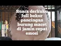 Download Lagu suara derkuku full manggung pancingan agar burung cepat bekur