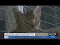 Hundreds of pets find homes through Clear The Shelters in East Texas