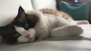 Gilligan el Gato Gordo