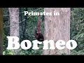 Download Lagu Primates in Borneo- 婆羅洲
