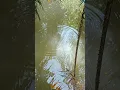 Download Lagu Jangan ragu dan bimbang . #fishing #shortsvideo