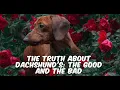 The Truth About Dachshund s The Good and the Bad