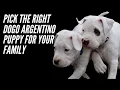 PICK THE RIGHT DOGO ARGENTINO PUPPY AN IN DEPTH GUIDE