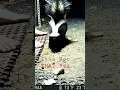 Download Lagu Stinky Feet #shorts #skunks #wildlife #feet #odor #stinkyfeet