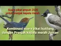 Download Lagu Kombinasi suara pikat kutilang ribut \u0026 Prenjak Kepala merah jamin Ampuh